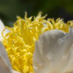 Photo de fleurs pivoine blanche