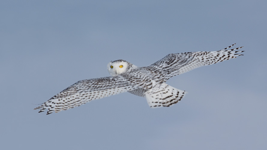 Oiseau flou